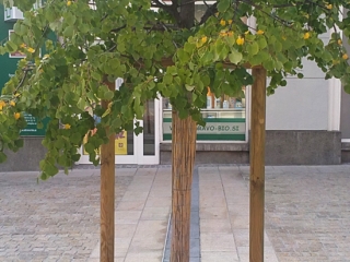 Detalj s ulice u Mariboru (Foto: Zoran Stajčić)
