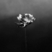 Little Simz ‘Lotus’ – album bomba